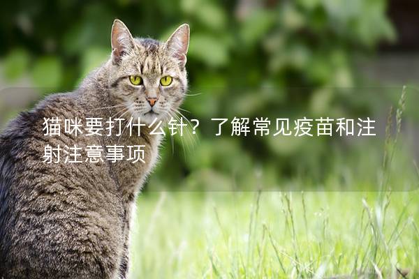 猫咪要打什么针？了解常见疫苗和注射注意事项
