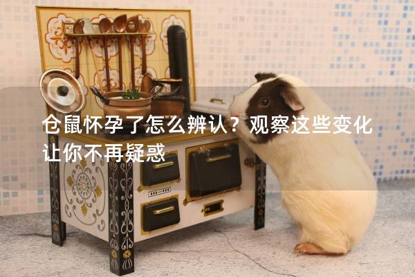 仓鼠怀孕了怎么辨认？观察这些变化让你不再疑惑