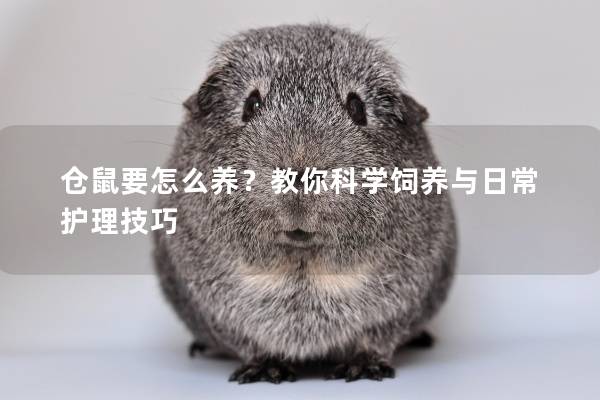 仓鼠要怎么养?教你科学饲养与日常护理技巧 仓鼠要怎么养?教你科学饲养与日常护理技巧