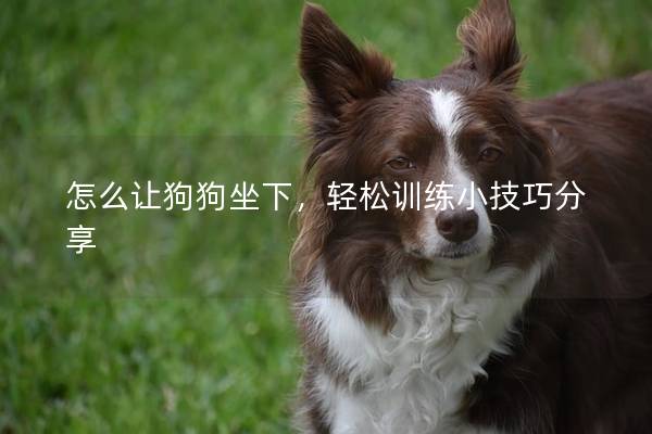 怎么让狗狗坐下，轻松训练小技巧分享