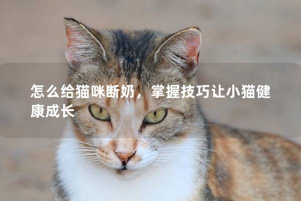 怎么给猫咪断奶，掌握技巧让小猫健康成长