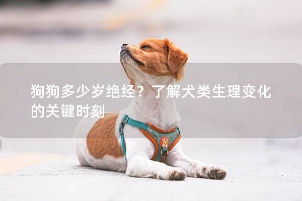 狗狗多少岁绝经？了解犬类生理变化的关键时刻