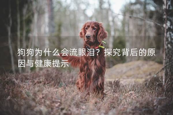 狗狗为什么会流眼泪？探究背后的原因与健康提示