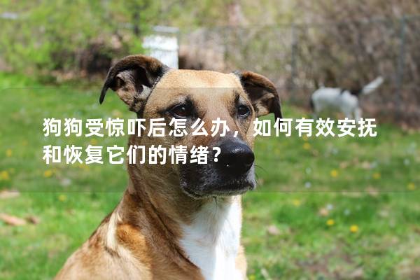 狗狗受惊吓后怎么办，如何有效安抚和恢复它们的情绪？