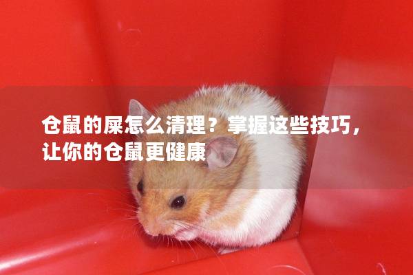 仓鼠的屎怎么清理？掌握这些技巧，让你的仓鼠更健康