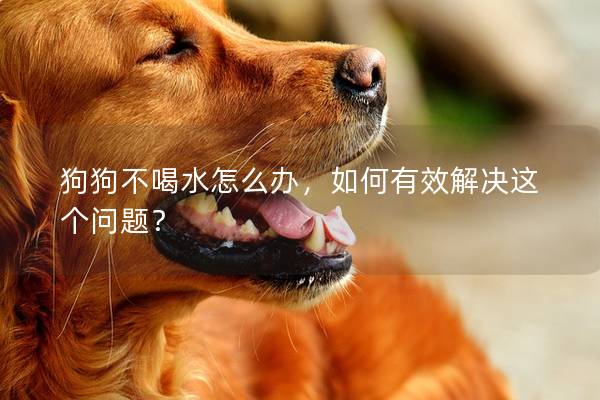 狗狗不喝水怎么办，如何有效解决这个问题？