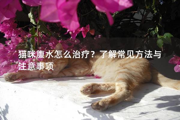 猫咪腹水怎么治疗？了解常见方法与注意事项