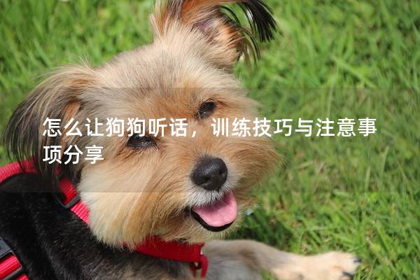 怎么让狗狗听话，训练技巧与注意事项分享