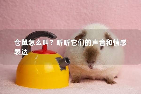 仓鼠怎么叫？听听它们的声音和情感表达