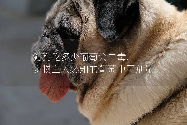 狗狗吃多少葡萄会中毒, 宠物主人必知的葡萄中毒剂量