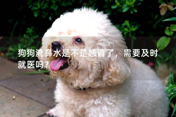 狗狗流鼻水是不是感冒了,需要及时就医吗? 狗狗流鼻水是不是感冒了,需要及时就医吗?
