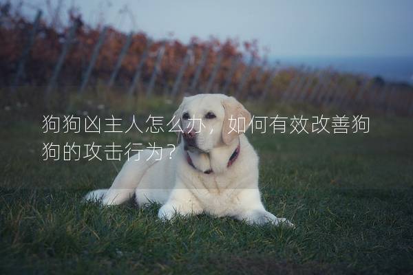 狗狗凶主人怎么办，如何有效改善狗狗的攻击行为？