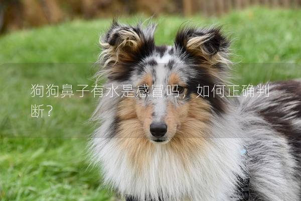 狗狗鼻子有水是感冒吗，如何正确判断？