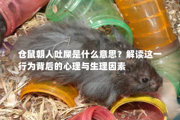 仓鼠朝人吐屎是什么意思？解读这一行为背后的心理与生理因素
