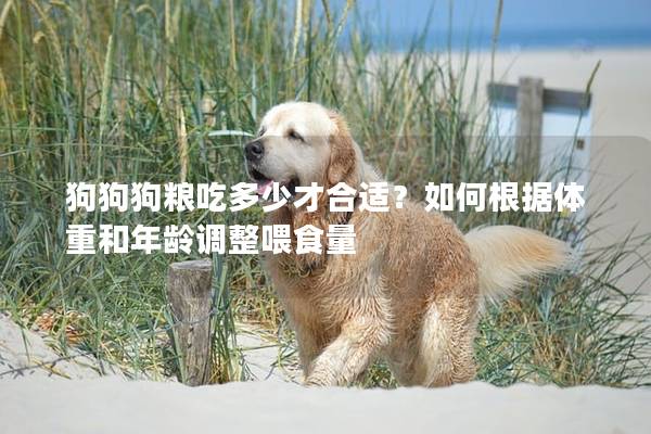 狗狗狗粮吃多少才合适？如何根据体重和年龄调整喂食量