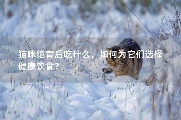 猫咪绝育后吃什么，如何为它们选择健康饮食？