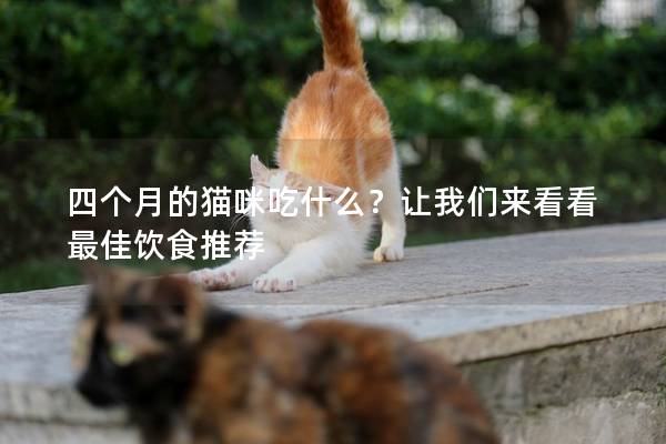 四个月的猫咪吃什么？让我们来看看最佳饮食推荐
