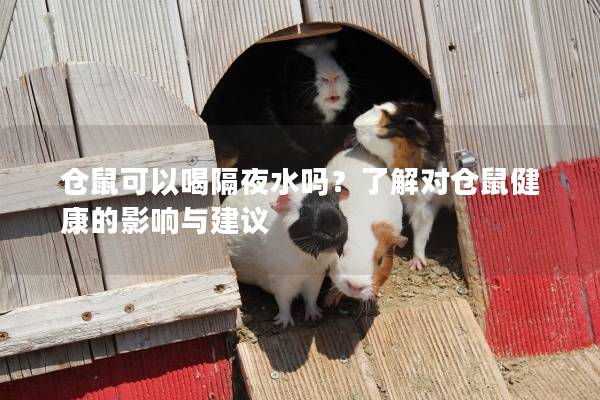 仓鼠可以喝隔夜水吗?了解对仓鼠健康的影响与建议 仓鼠可以喝隔夜水吗?了解对仓鼠健康的影响与建议