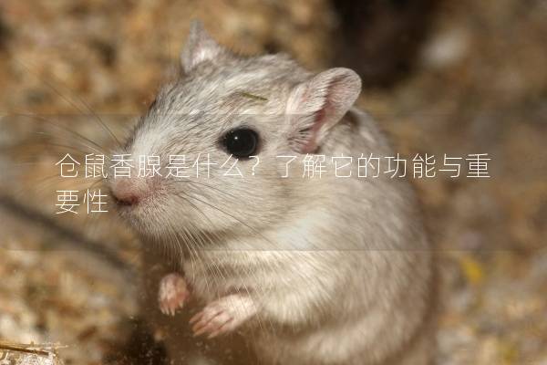 仓鼠香腺是什么?了解它的功能与重要性 仓鼠香腺是什么?了解它的功能与重要性