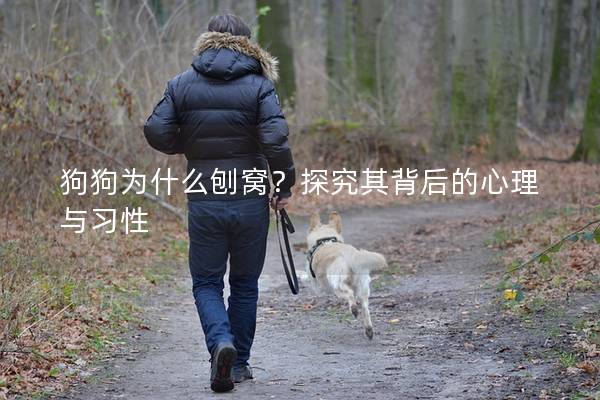 狗狗为什么刨窝?探究其背后的心理与习性 狗狗为什么刨窝?探究其背后的心理与习性
