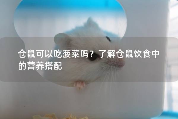 仓鼠可以吃菠菜吗？了解仓鼠饮食中的营养搭配