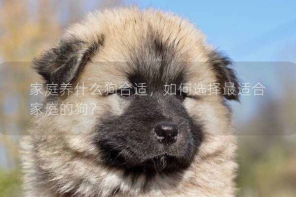 家庭养什么狗合适,如何选择最适合家庭的狗? 家庭养什么狗合适,如何选择最适合家庭的狗?