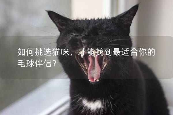 如何挑选猫咪，才能找到最适合你的毛球伴侣？