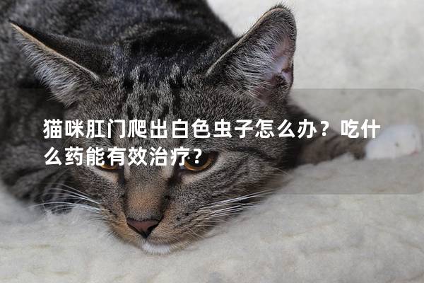 猫咪肛门爬出白色虫子怎么办？吃什么药能有效治疗？
