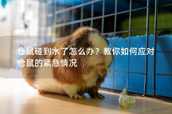 仓鼠碰到水了怎么办？教你如何应对仓鼠的紧急情况
