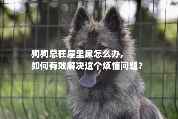 狗狗总在屋里尿怎么办, 如何有效解决这个烦恼问题？