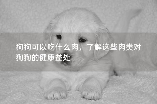 狗狗可以吃什么肉，了解这些肉类对狗狗的健康益处