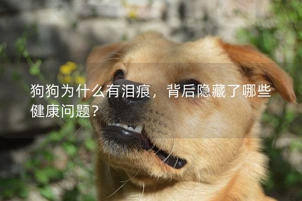 狗狗为什么有泪痕,背后隐藏了哪些健康问题? 狗狗为什么有泪痕,背后隐藏了哪些健康问题?