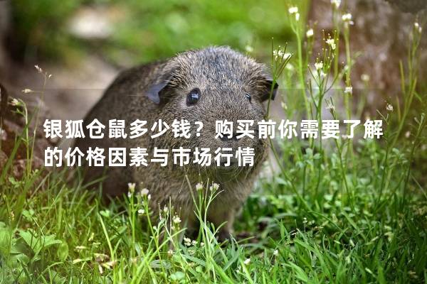 银狐仓鼠多少钱?购买前你需要了解的价格因素与市场行情 银狐仓鼠多少钱?购买前你需要了解的价格因素与市场行情