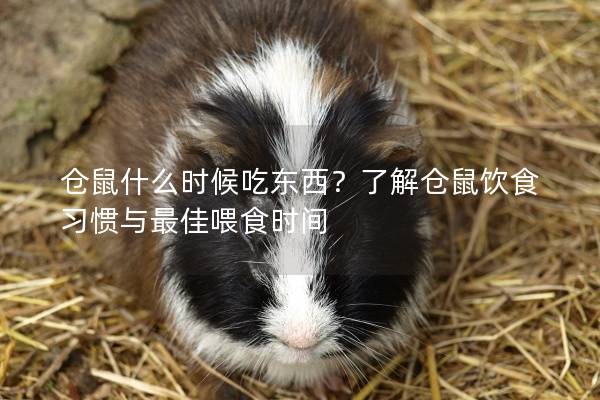 仓鼠什么时候吃东西？了解仓鼠饮食习惯与最佳喂食时间