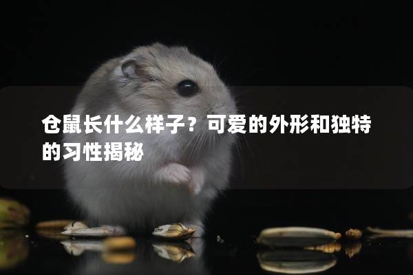 仓鼠长什么样子？可爱的外形和独特的习性揭秘