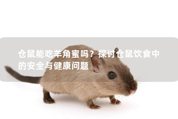 仓鼠能吃羊角蜜吗？探讨仓鼠饮食中的安全与健康问题