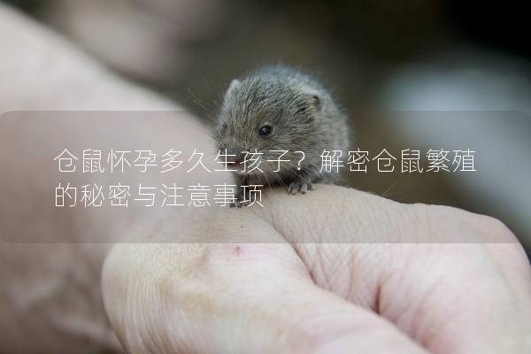 仓鼠怀孕多久生孩子？解密仓鼠繁殖的秘密与注意事项