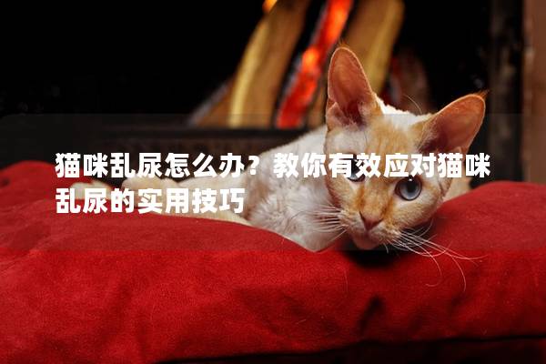 猫咪乱尿怎么办？教你有效应对猫咪乱尿的实用技巧
