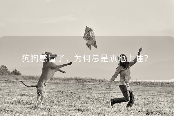 狗狗感冒了,为何总是趴地上睡? 狗狗感冒了,为何总是趴地上睡?