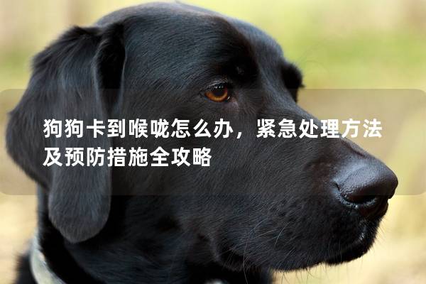 狗狗卡到喉咙怎么办，紧急处理方法及预防措施全攻略