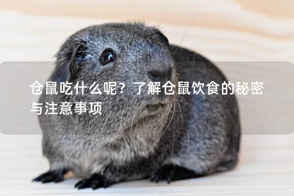 仓鼠吃什么呢?了解仓鼠饮食的秘密与注意事项 仓鼠吃什么呢?了解仓鼠饮食的秘密与注意事项