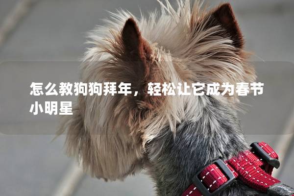 怎么教狗狗拜年，轻松让它成为春节小明星