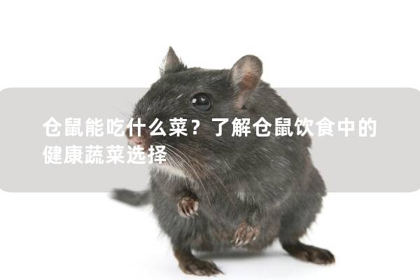 仓鼠能吃什么菜？了解仓鼠饮食中的健康蔬菜选择