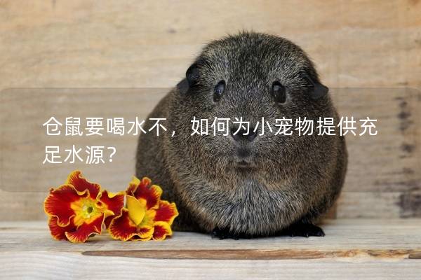 仓鼠要喝水不，如何为小宠物提供充足水源？