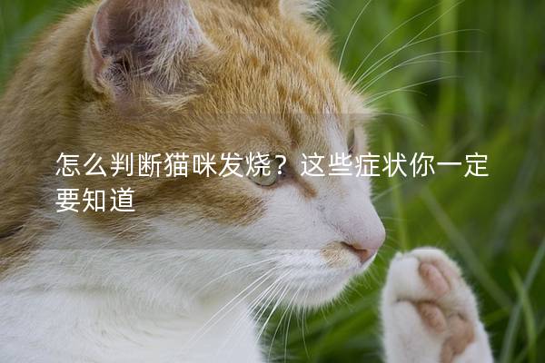 怎么判断猫咪发烧？这些症状你一定要知道