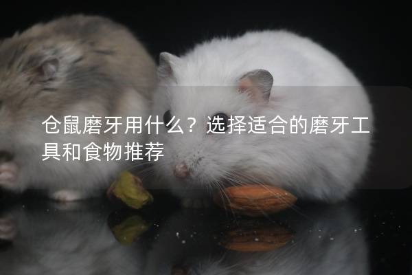 仓鼠磨牙用什么？选择适合的磨牙工具和食物推荐