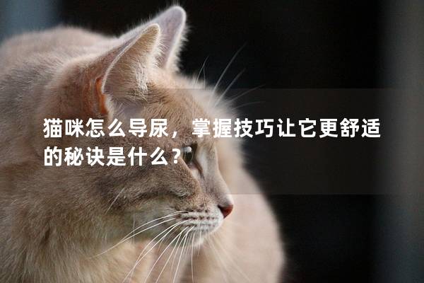 猫咪怎么导尿，掌握技巧让它更舒适的秘诀是什么？