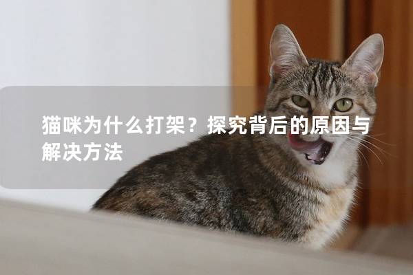 猫咪为什么打架？探究背后的原因与解决方法