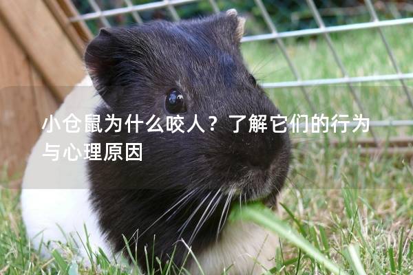 小仓鼠为什么咬人？了解它们的行为与心理原因