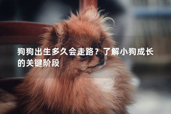 狗狗出生多久会走路？了解小狗成长的关键阶段